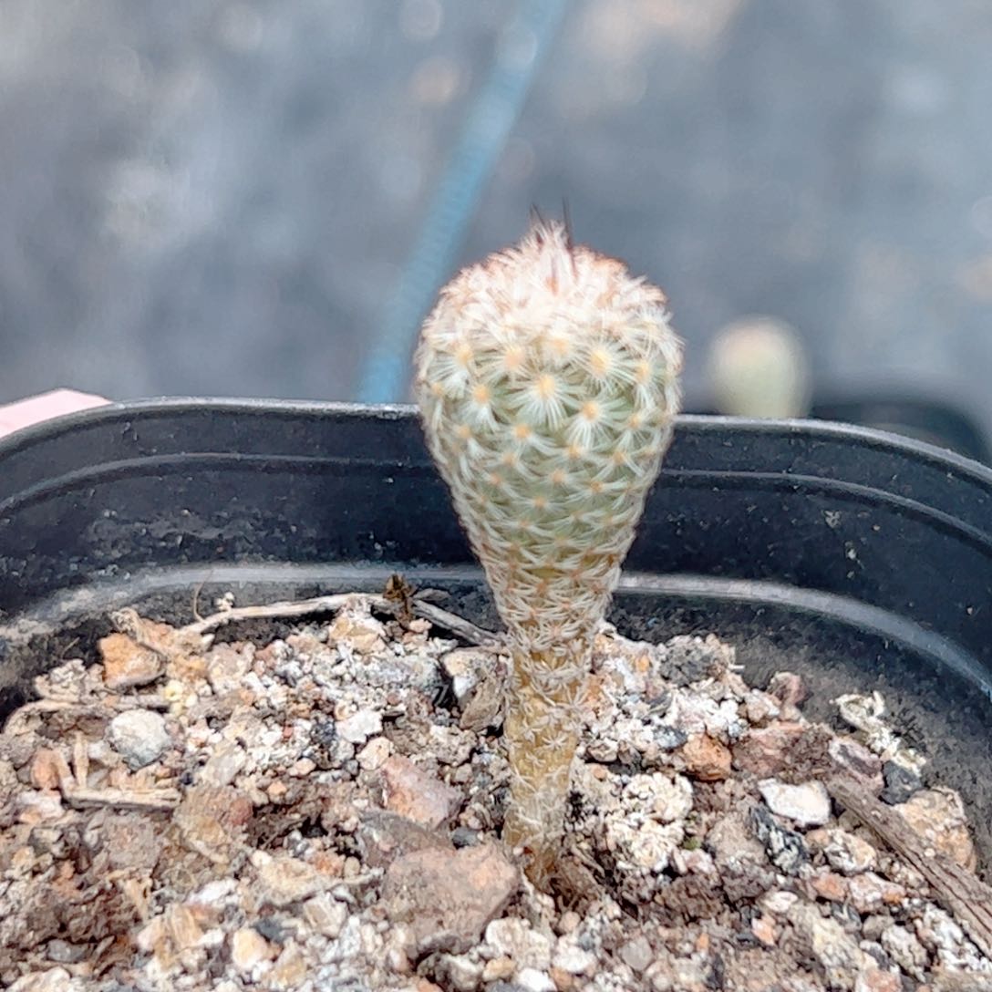 实生 赤花美针玉