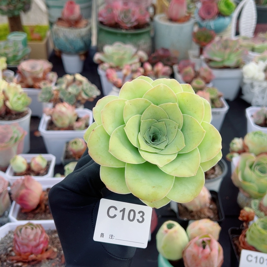 103清荷老桩。   一物一拍