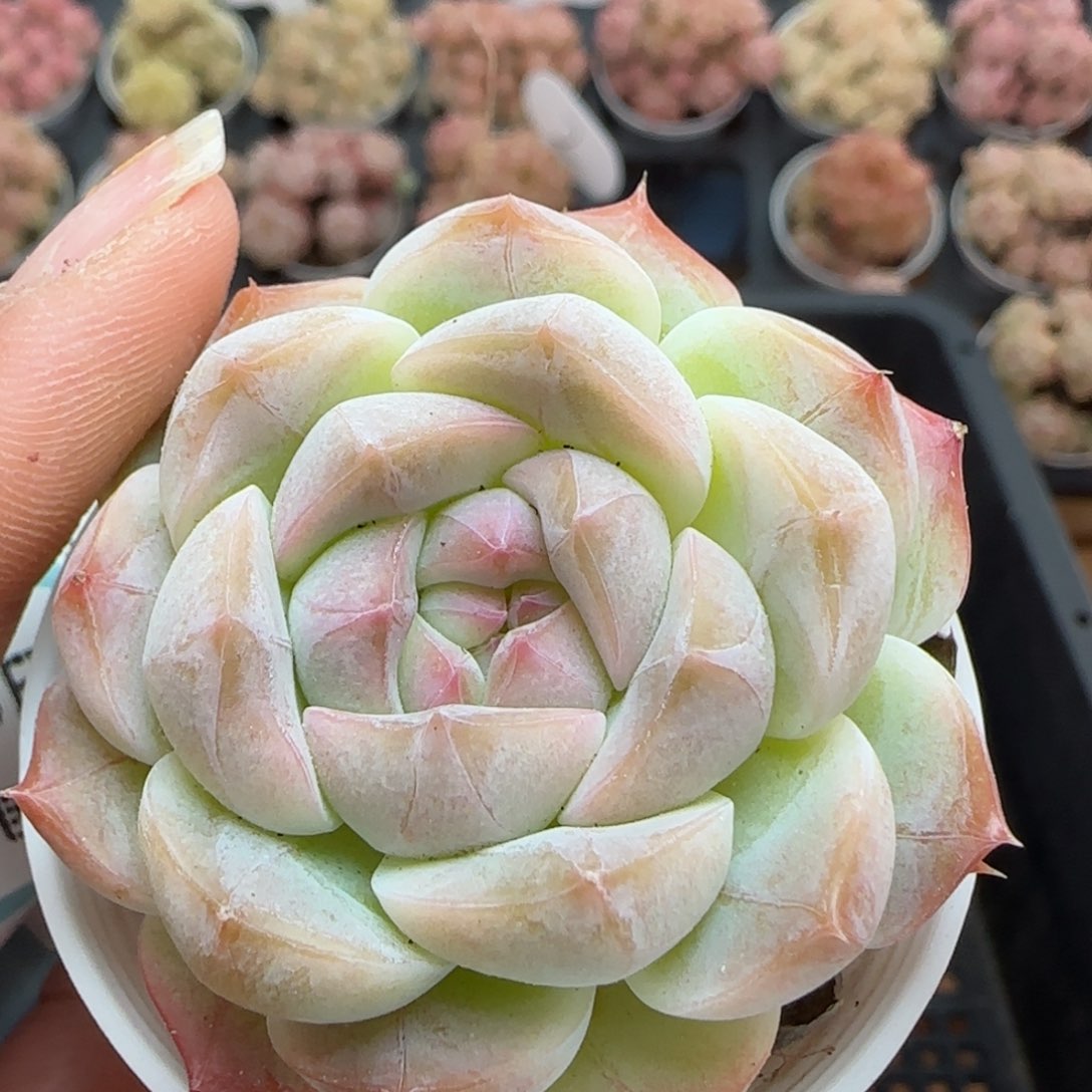 花语逸镜0225-189