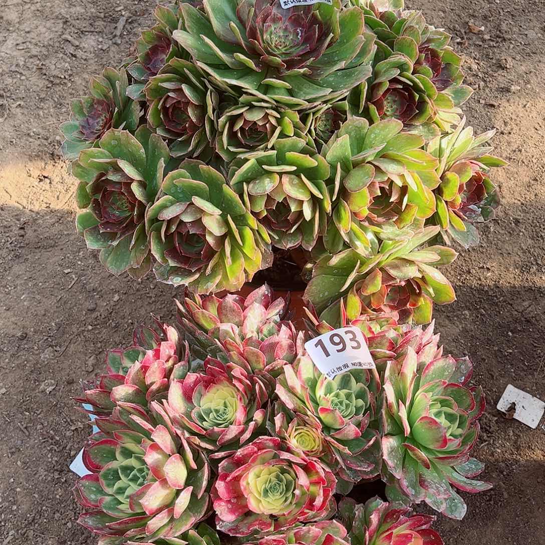 无花朵多肉植物组合196