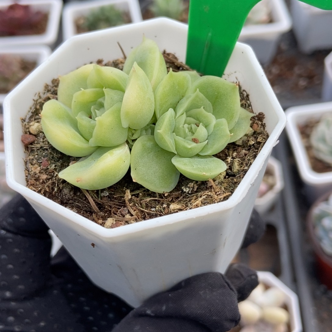 982虾饺多肉植物保护