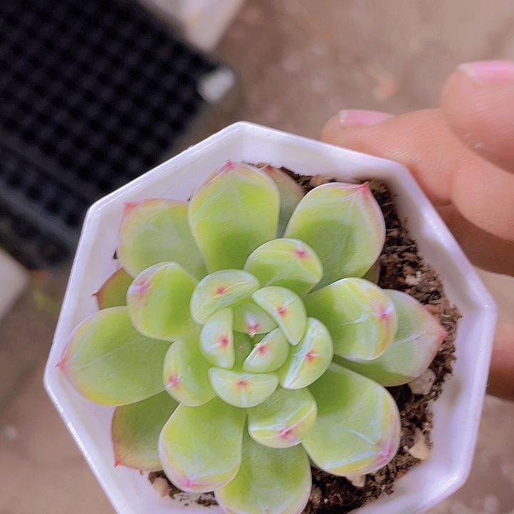 雪花珍妮【满10颗包邮】