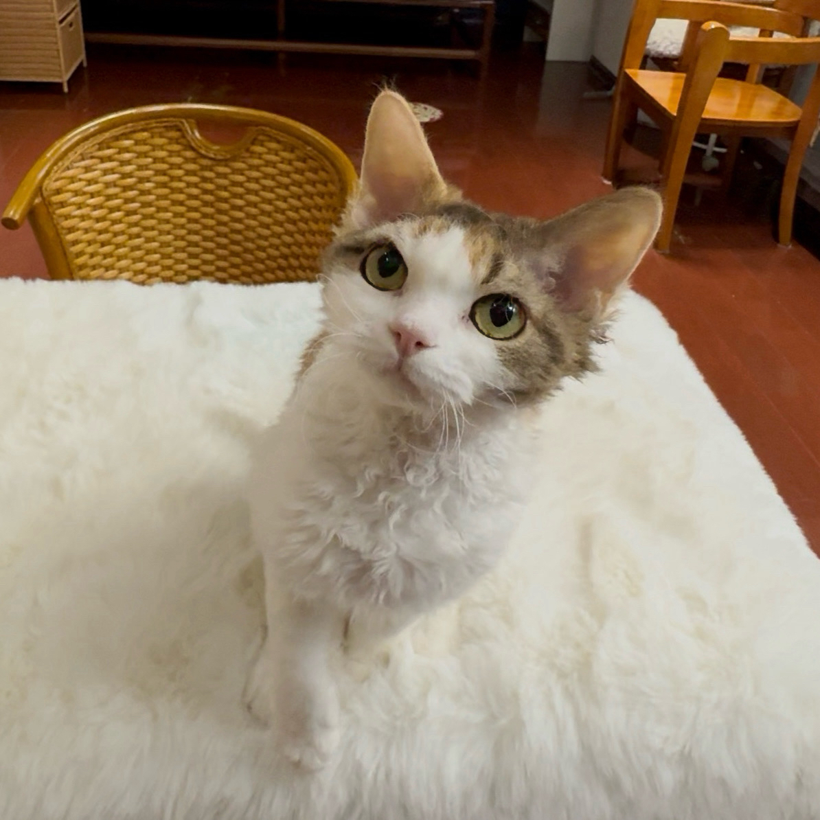 一休德文卷毛猫|爆毛乳三花开脸成母|保生保带可带肚出