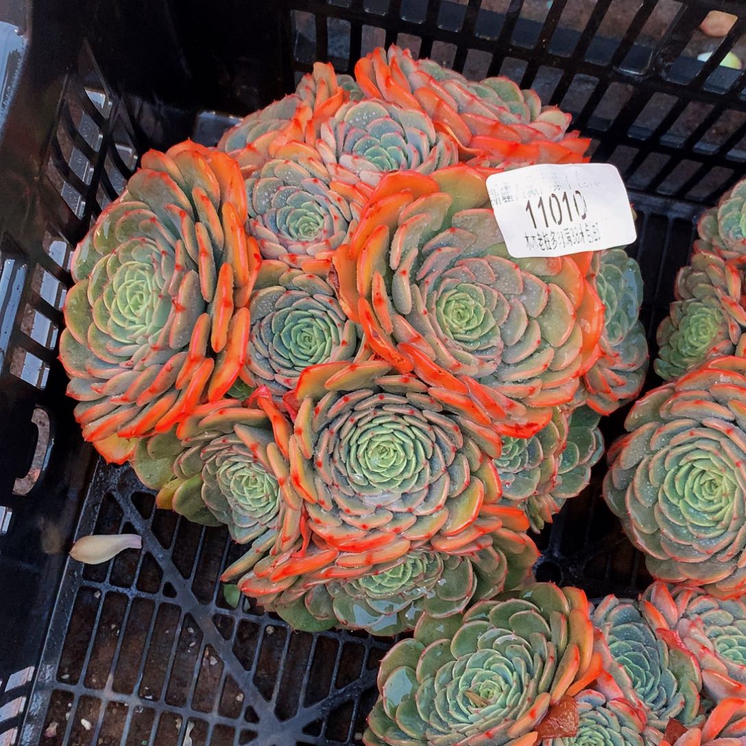 铭***i     惊喜宝贝多肉11010