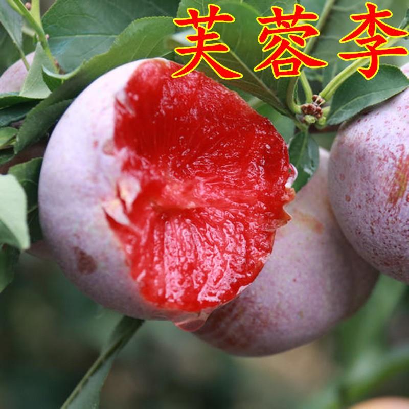 果树苗李子树苗 嫁接李子树苗 芙蓉李子苗南北方种植李苗当年结果