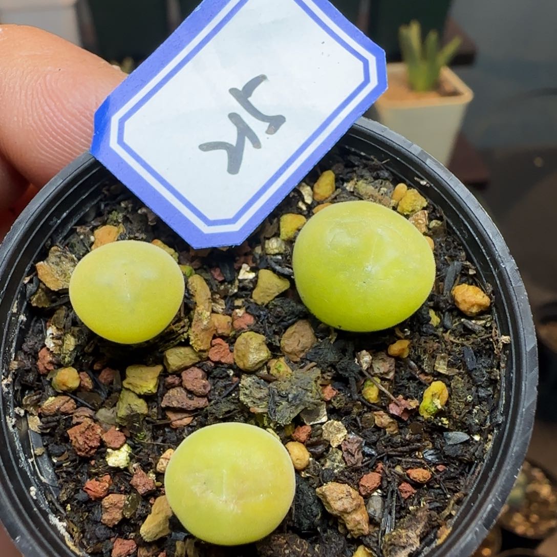 空卡带盆土发货。       