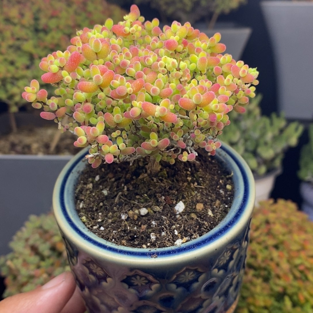 无花朵29号蜜橘糖球（带盆）