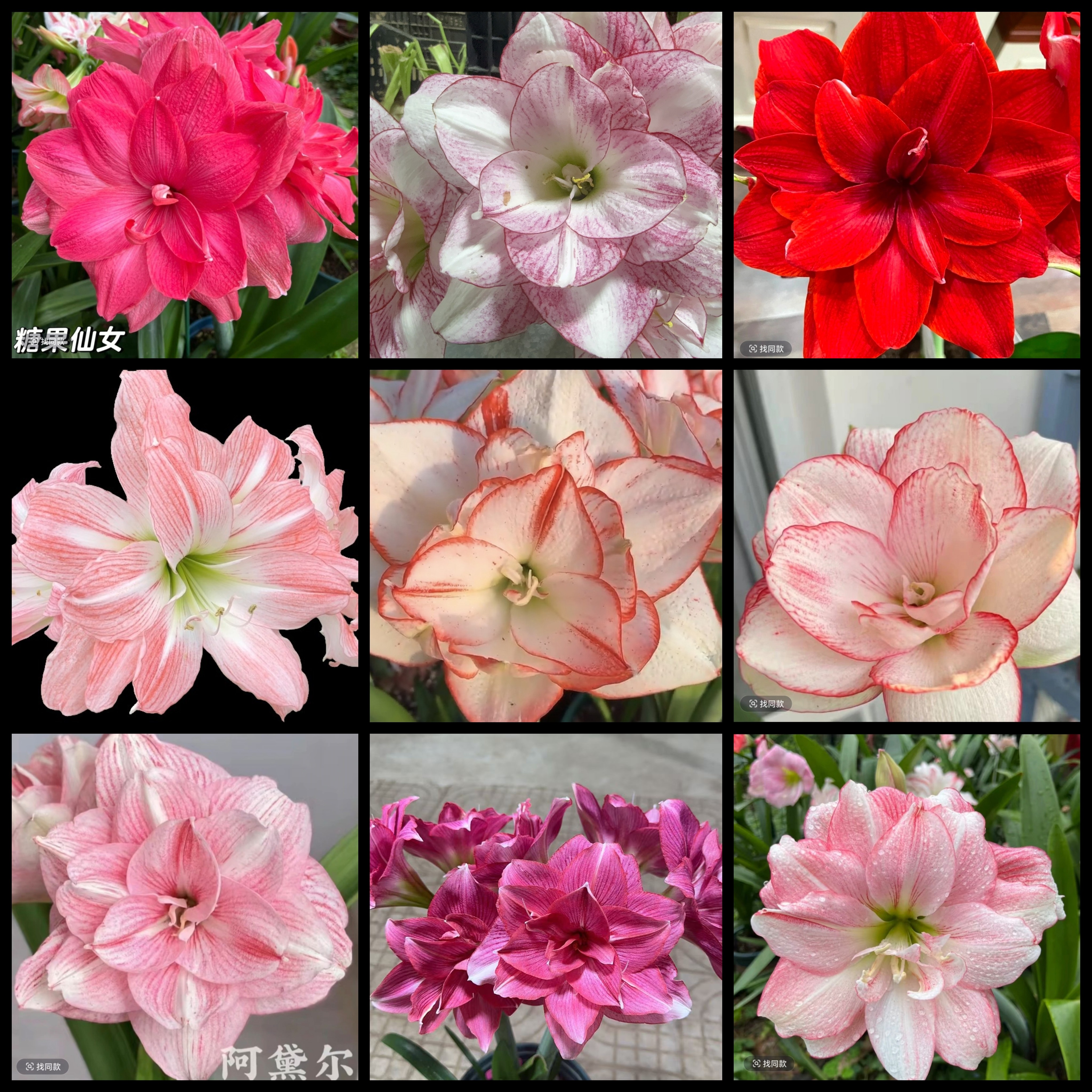 【混球】重瓣朱顶红混球★朱顶红种球阳台花卉北方混球 -- 坨子