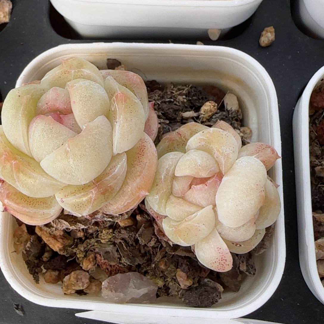 步**多花语逸境0222-401