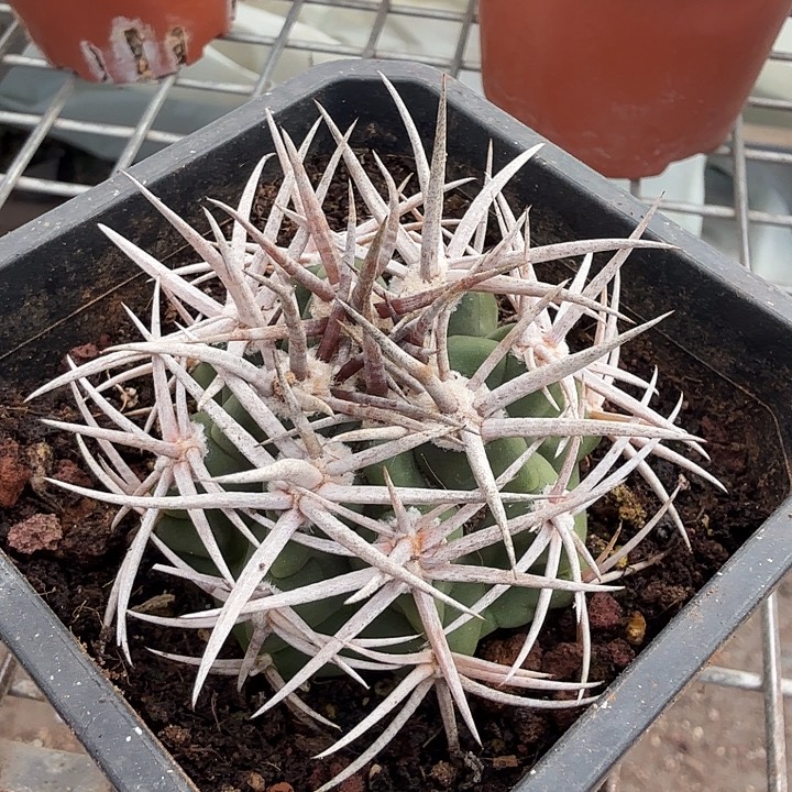 实生日本五十铃5仙人球