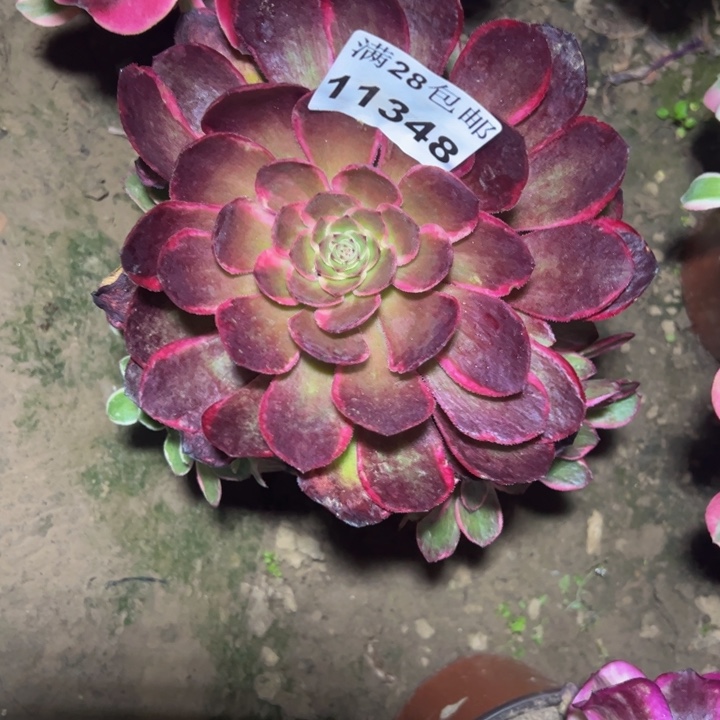 11348花妖多肉植物