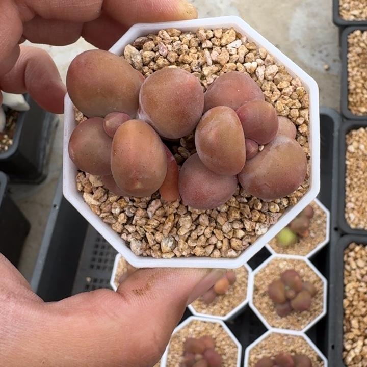 芒果奶 双头  一物一拍