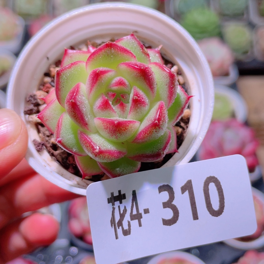 花利美4-310麦秆 