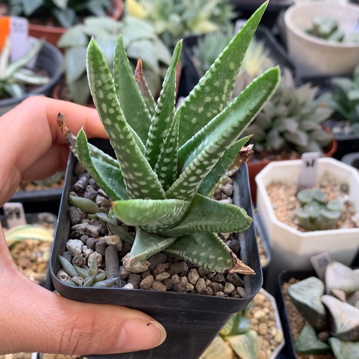 ***直播赛，脱土发货了