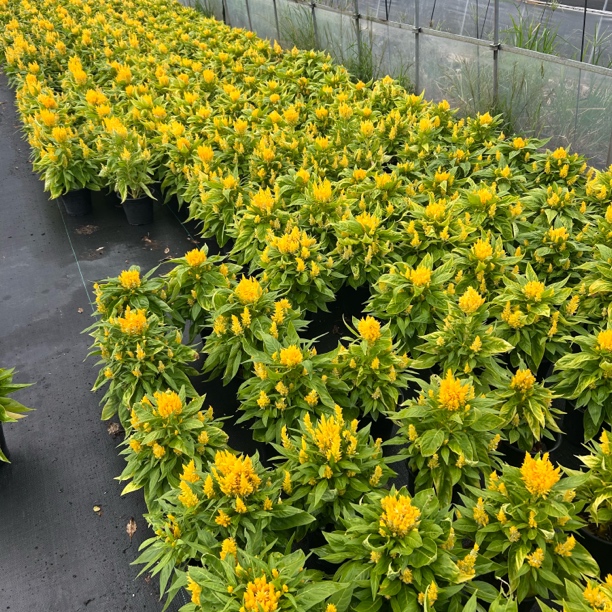 凤尾穗状鸡冠花盆栽带花阳台庭院耐寒花卉绿植好养耐热植物