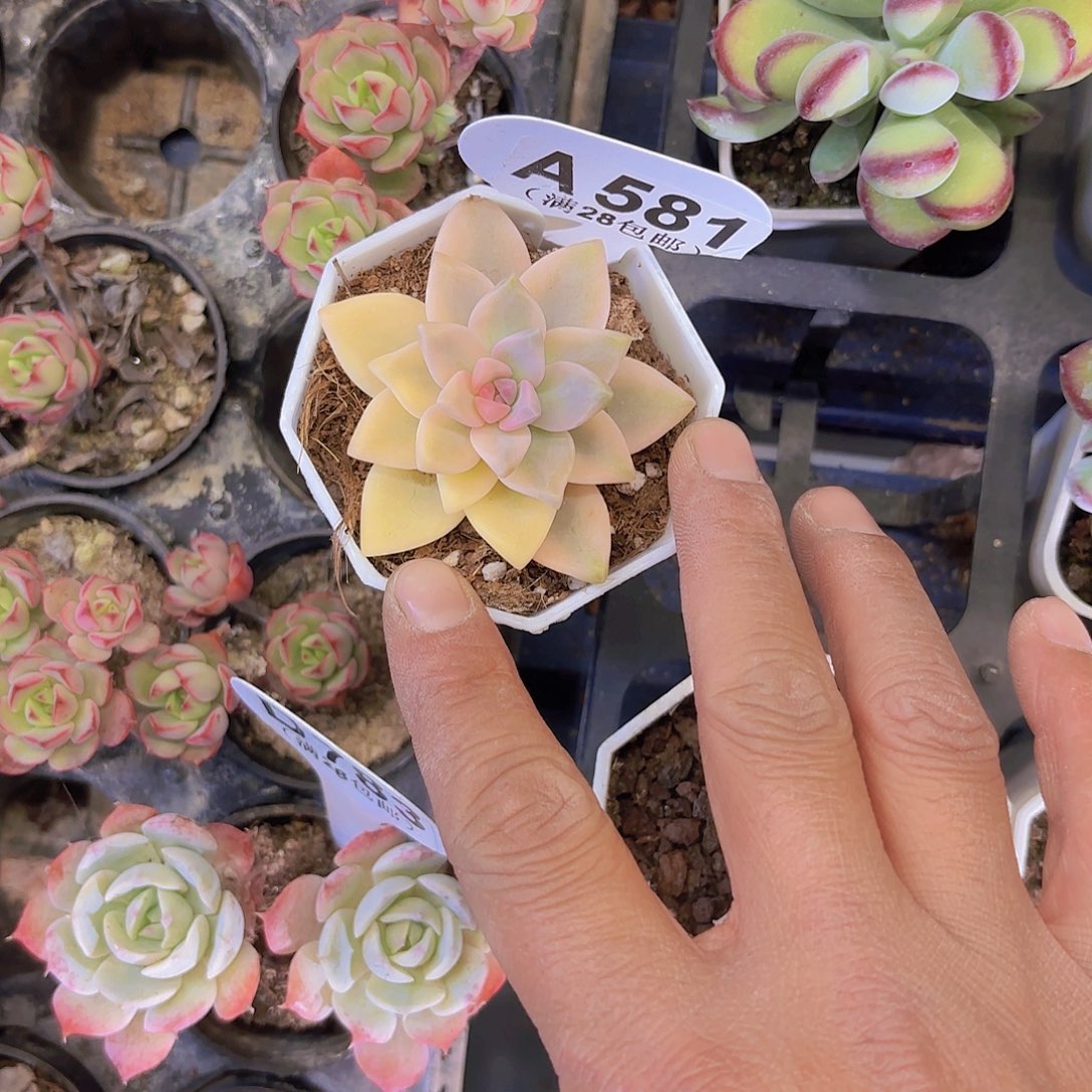 A581淡雪锦一物一拍