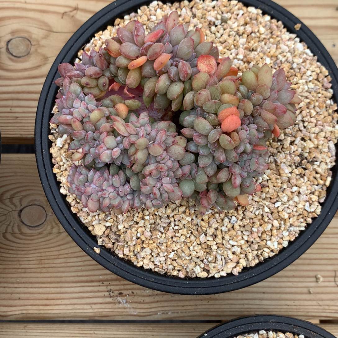 A****、天使星影多肉