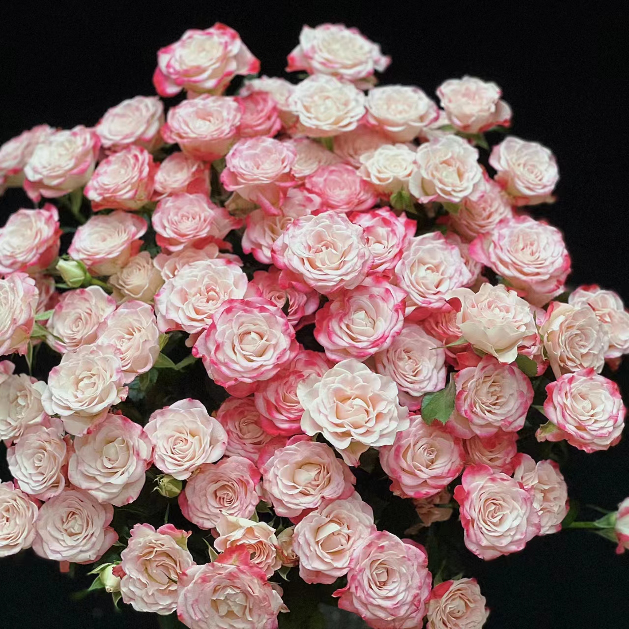 折射多头玫瑰鲜切花【2单顺丰或京东】云南鲜花家庭水养基地直发