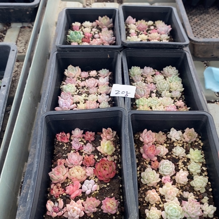 205 多肉植物盆栽花卉
