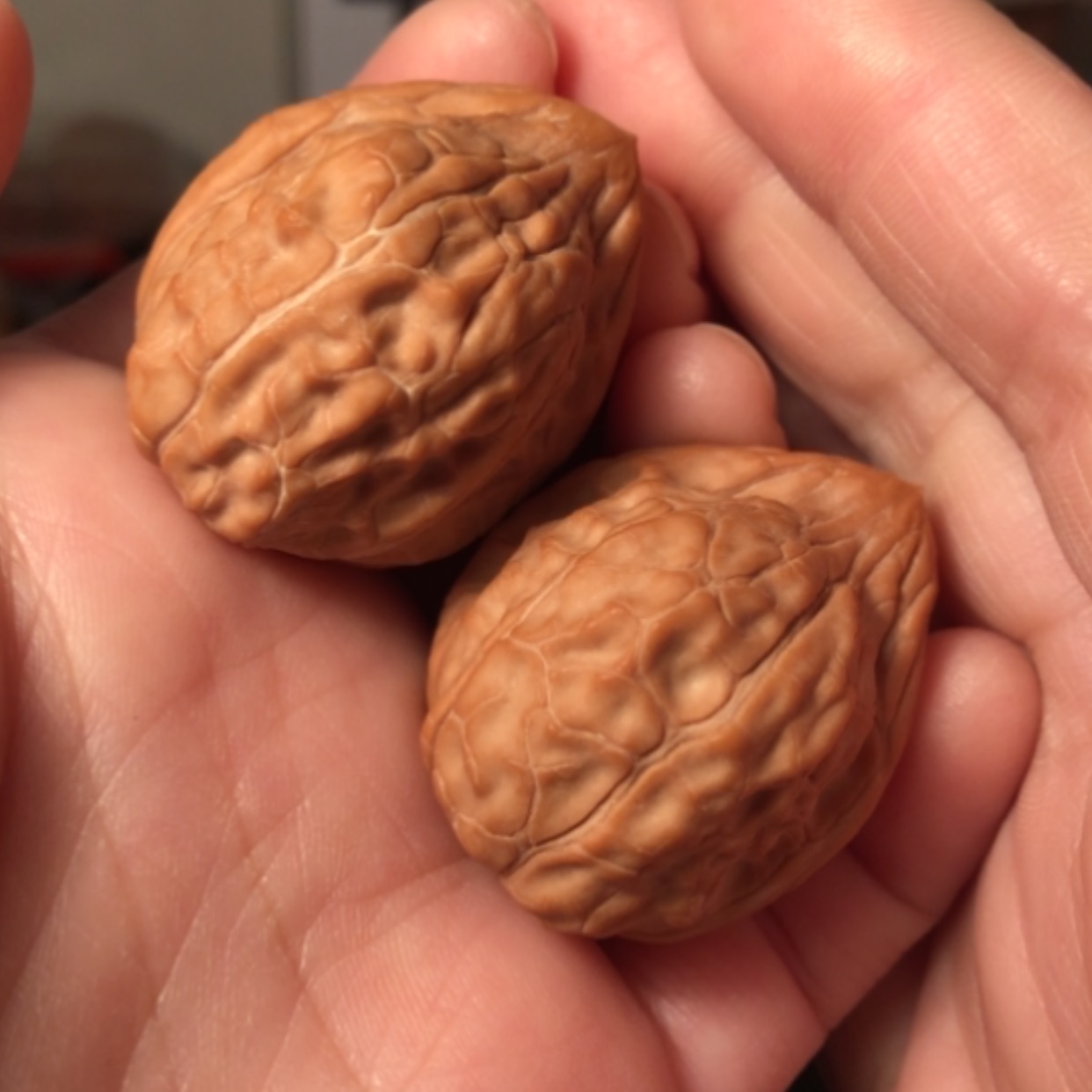 【闪购商品】文玩核桃把件龟甲纹31