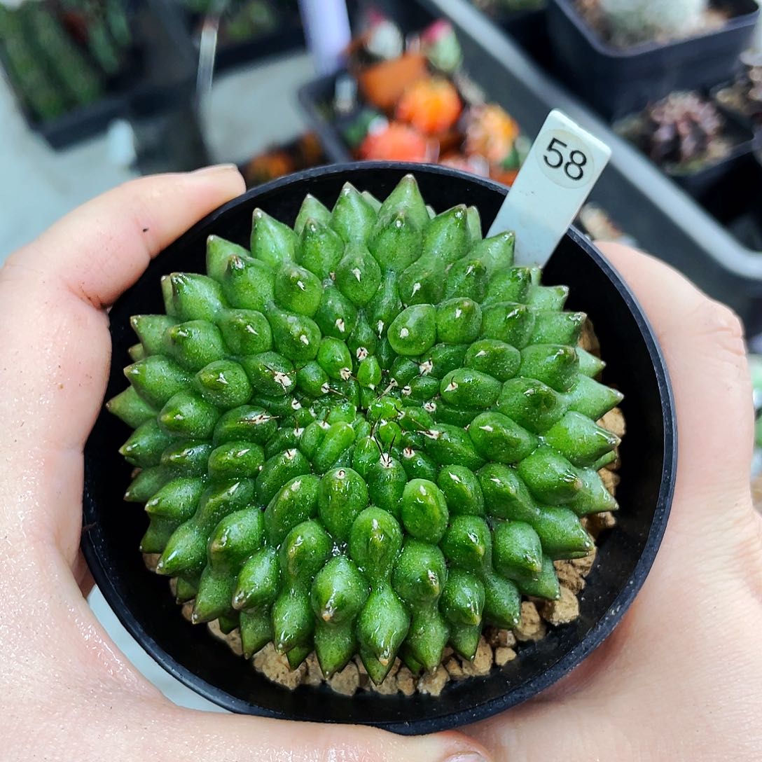 非偏远地区满25包邮仙人球