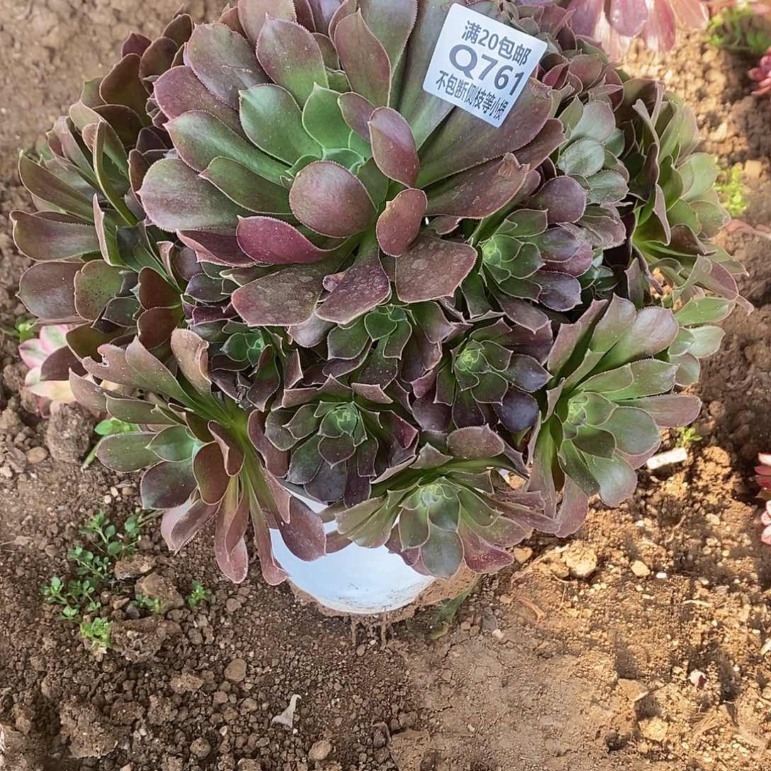 761韶羞多肉法师锦