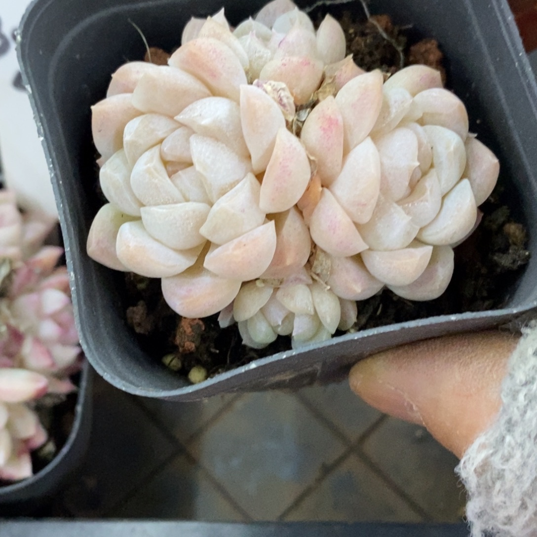 精品多肉一物一拍不包整245