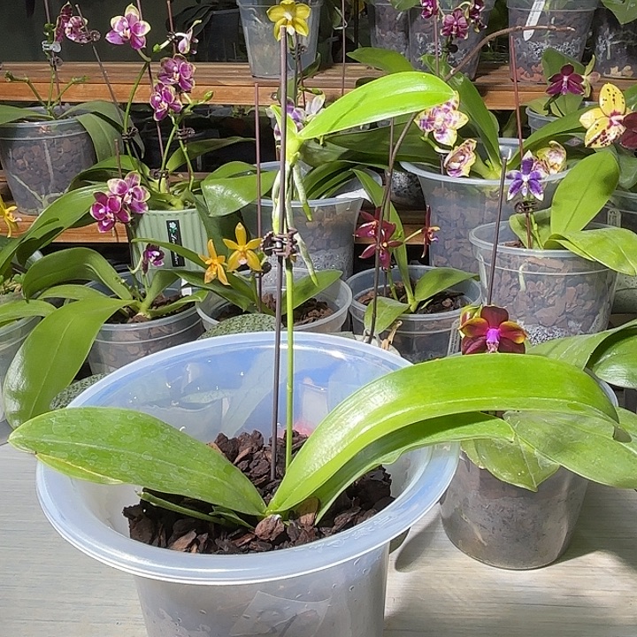 当前无花栽培后可以开花白交蓝路德实生