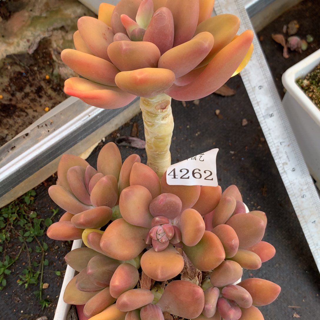 4262开花特价处理不售后