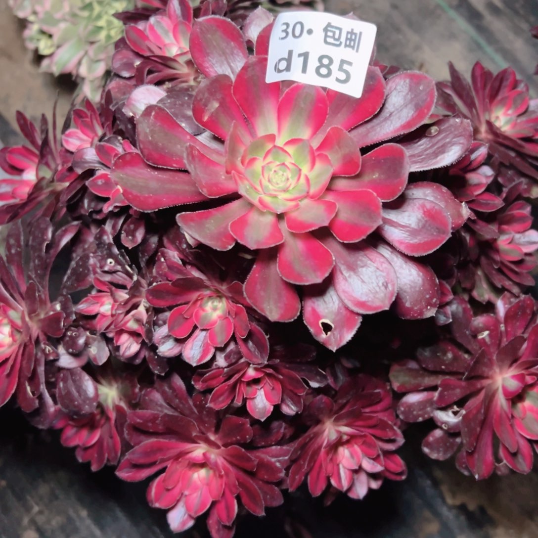 185 香奈多肉法师