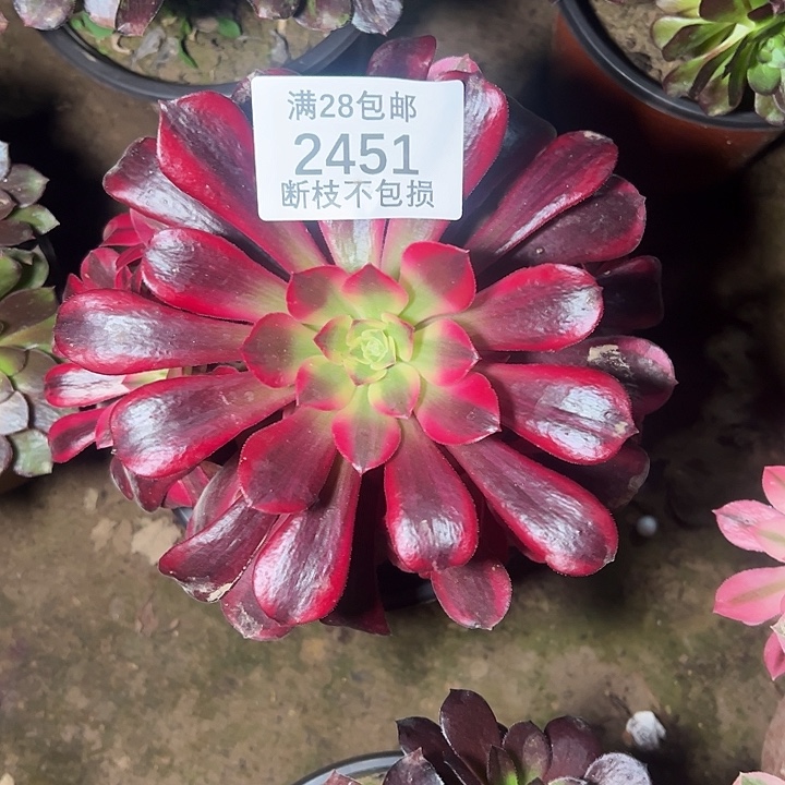 2451美杜莎多肉植物