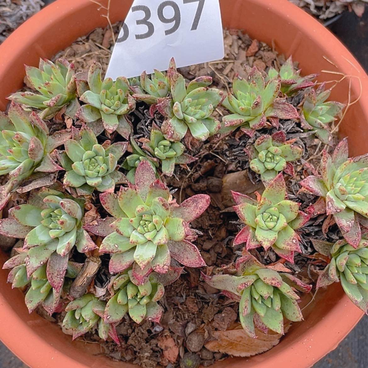 【闪购商品】绿苹果叶杂