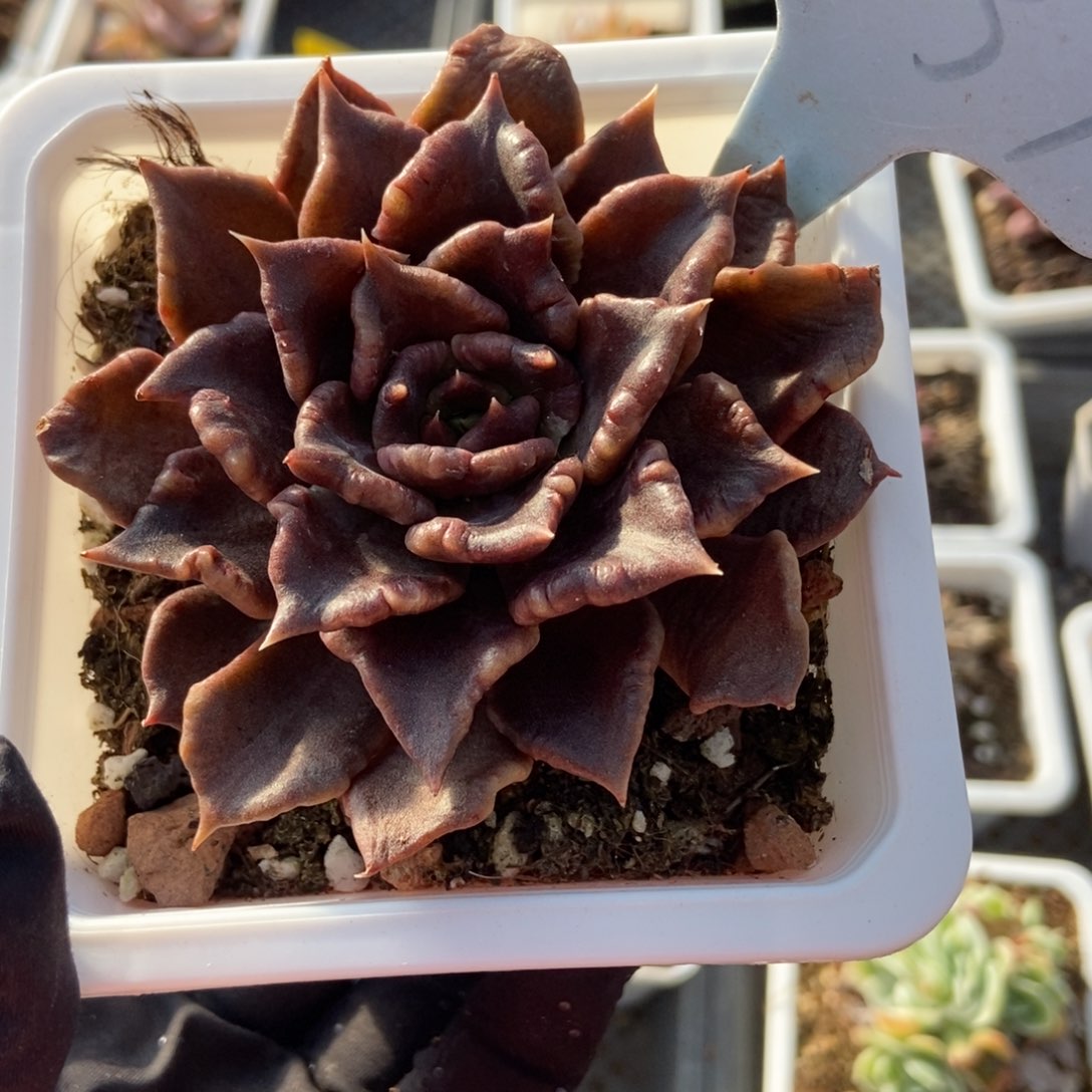 2137黑饺子多肉植物