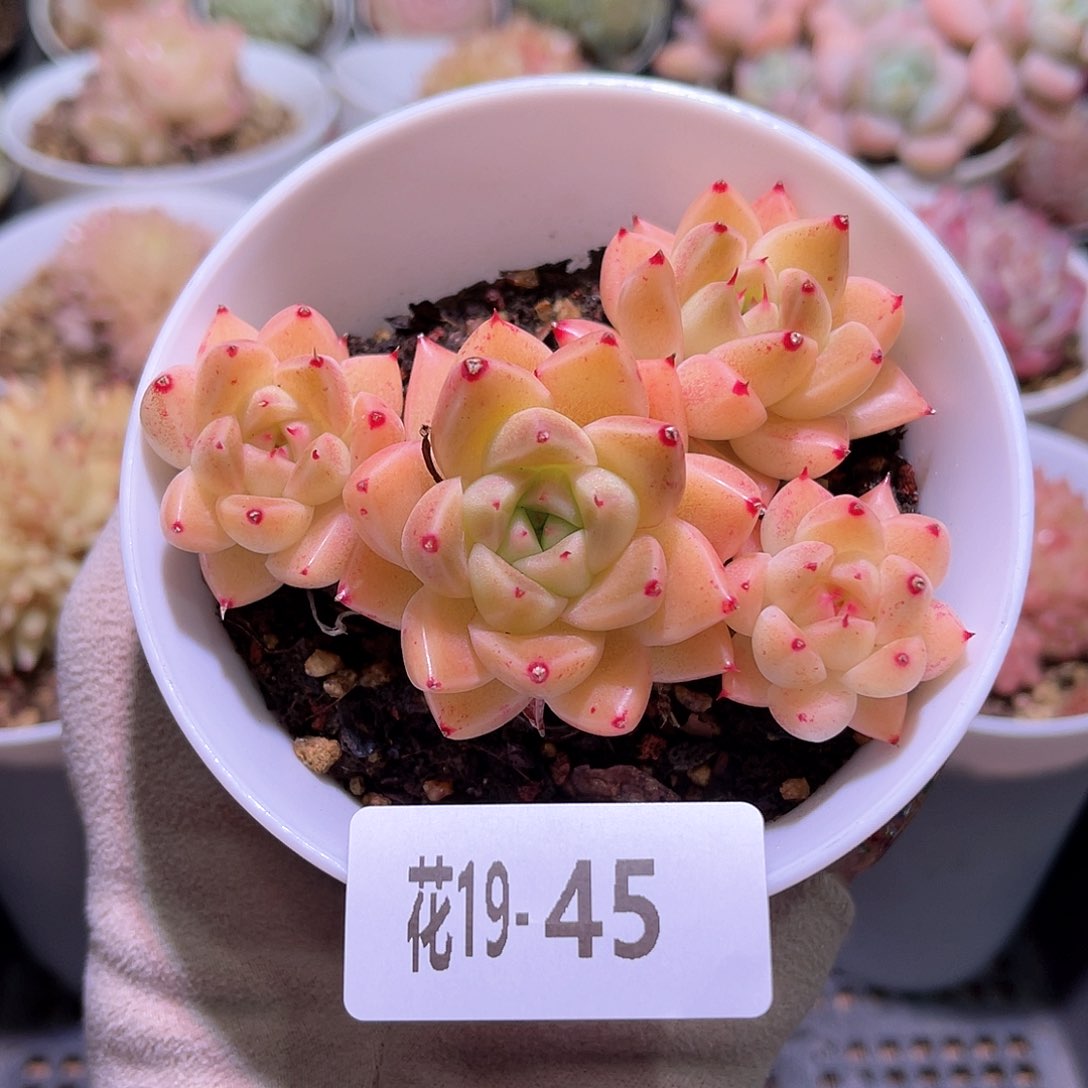 花利美19-45石英群