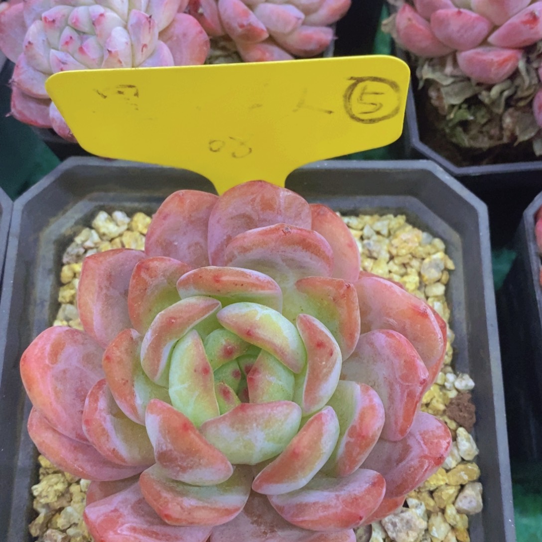 开心多肉，首播福利3