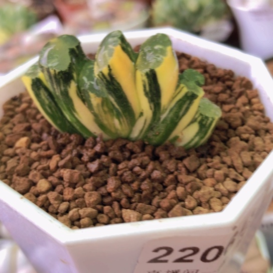 2206，小北斋玉扇锦4.4厘米