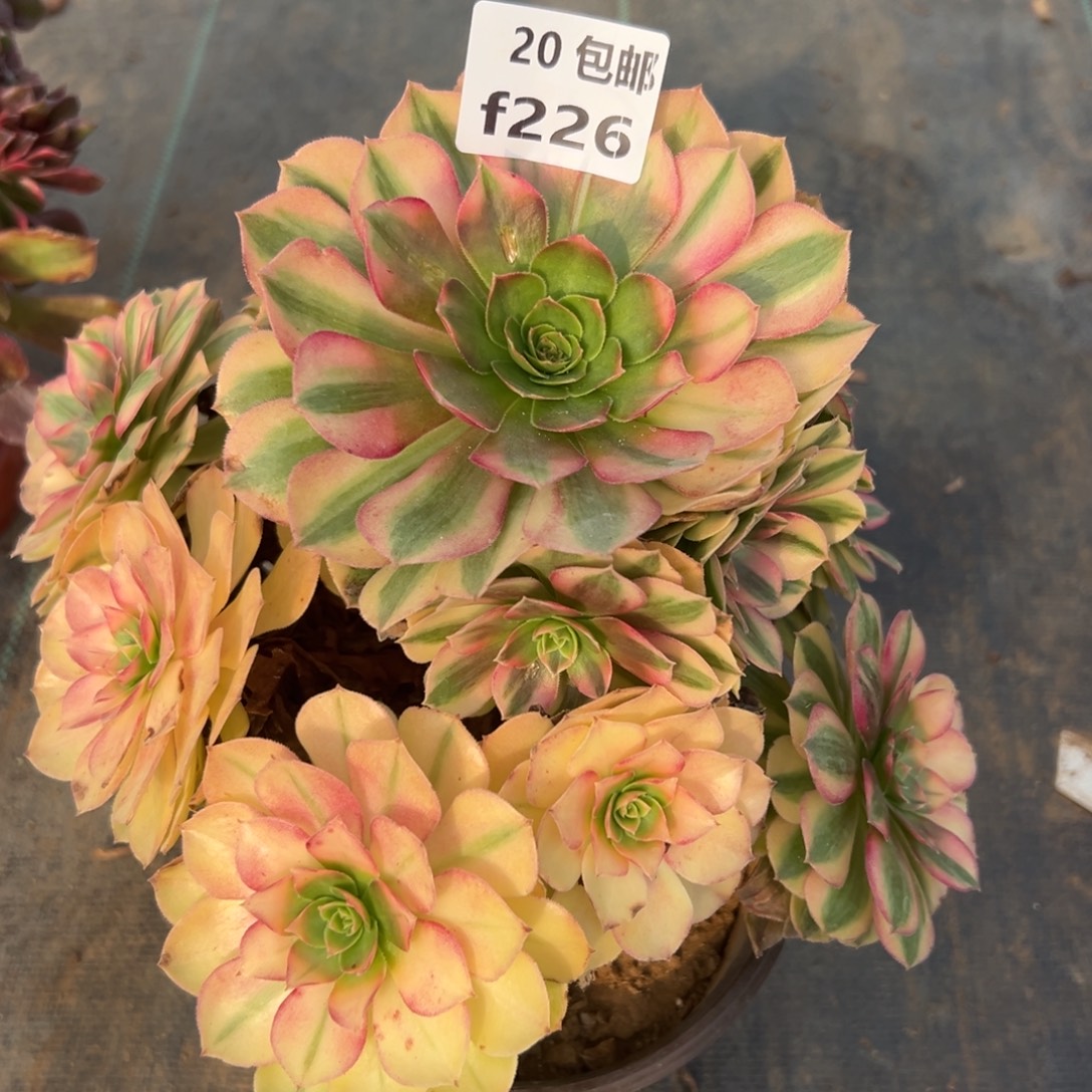 226雨荷，满20包邮嘟叮熊