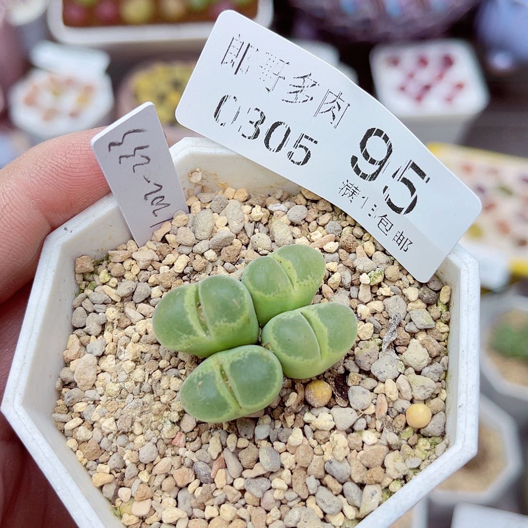 郎哥多肉生石花5-95