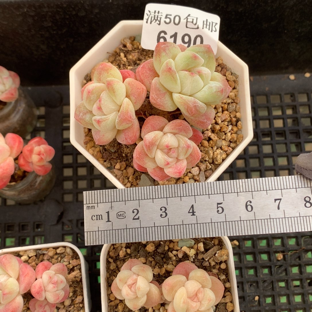 6190。白底老桩冰玉三头。母本。