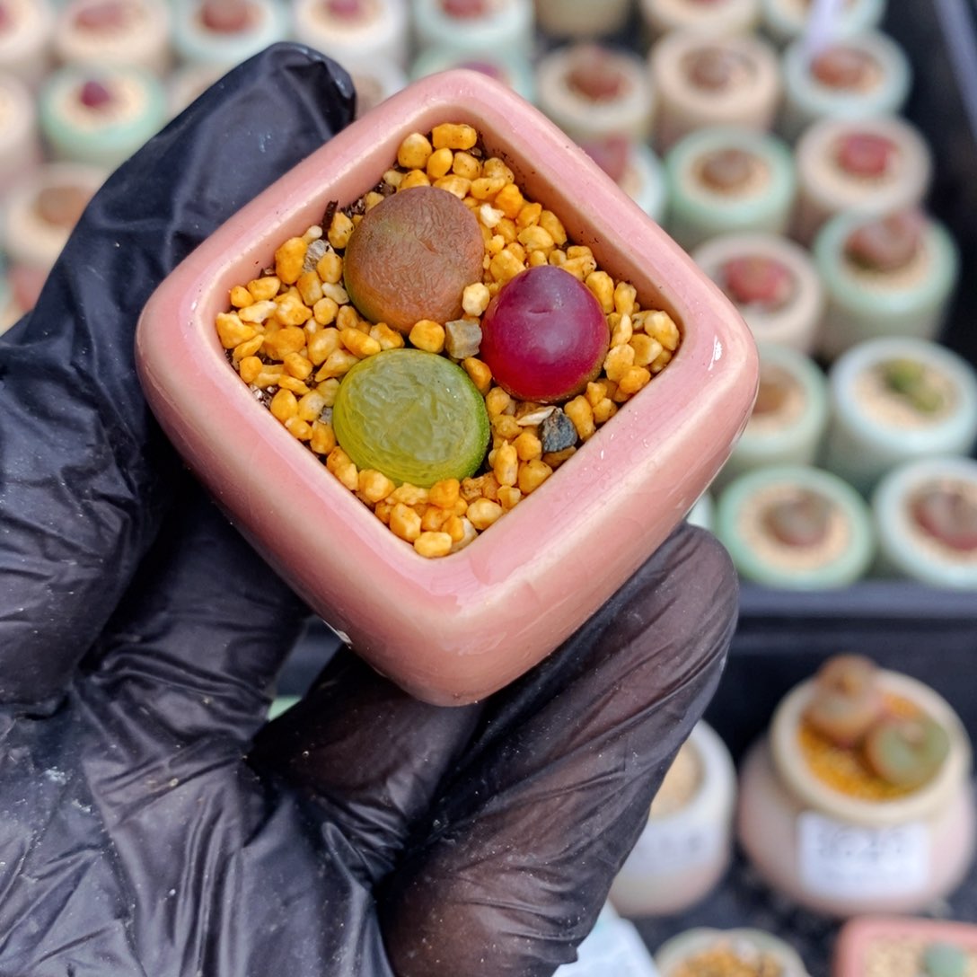 3629--一物一拍 带盆 1801.1