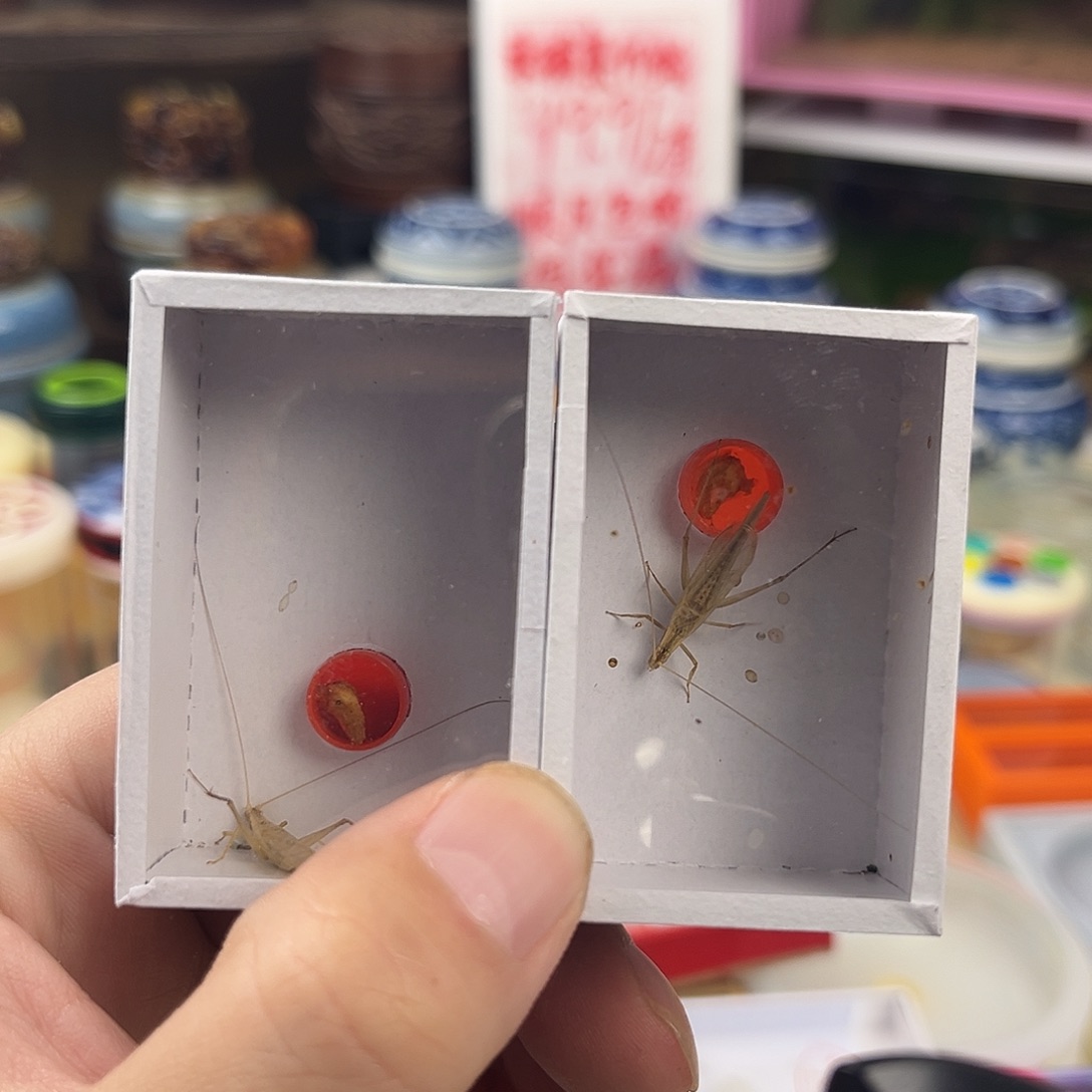 清***月两条长须柬埔寨竹蛉