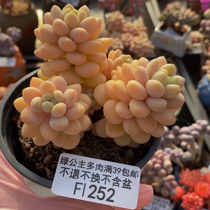 洛可可7cm252多肉植物