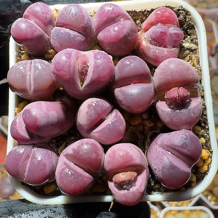 生石花1111122。   96