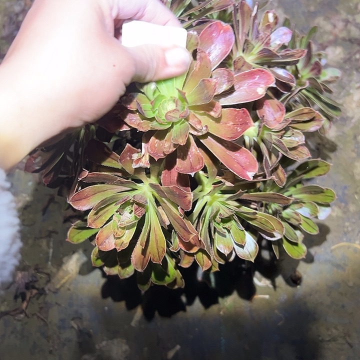 法师链接一物一拍25