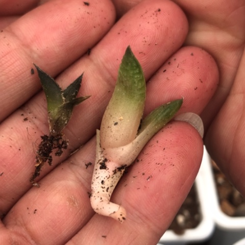 小*子硬叶侧牙2个硬叶