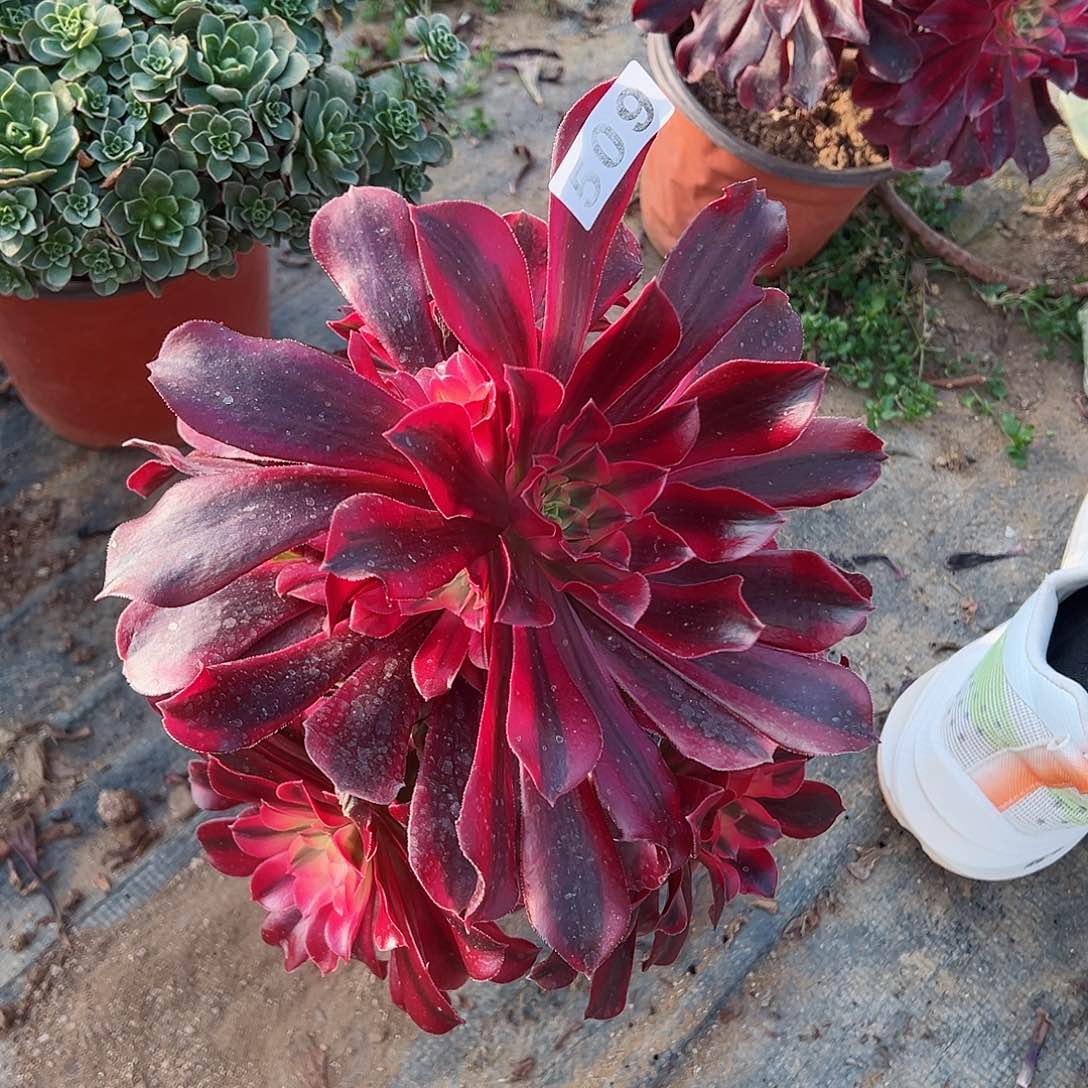 紫砂茶宠不周正美杜莎老桩509