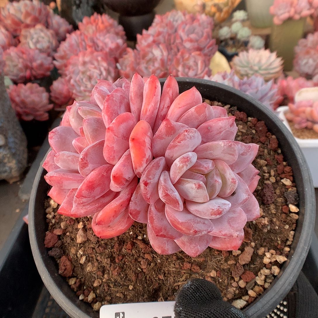 971玫瑰梦露多肉植物6666