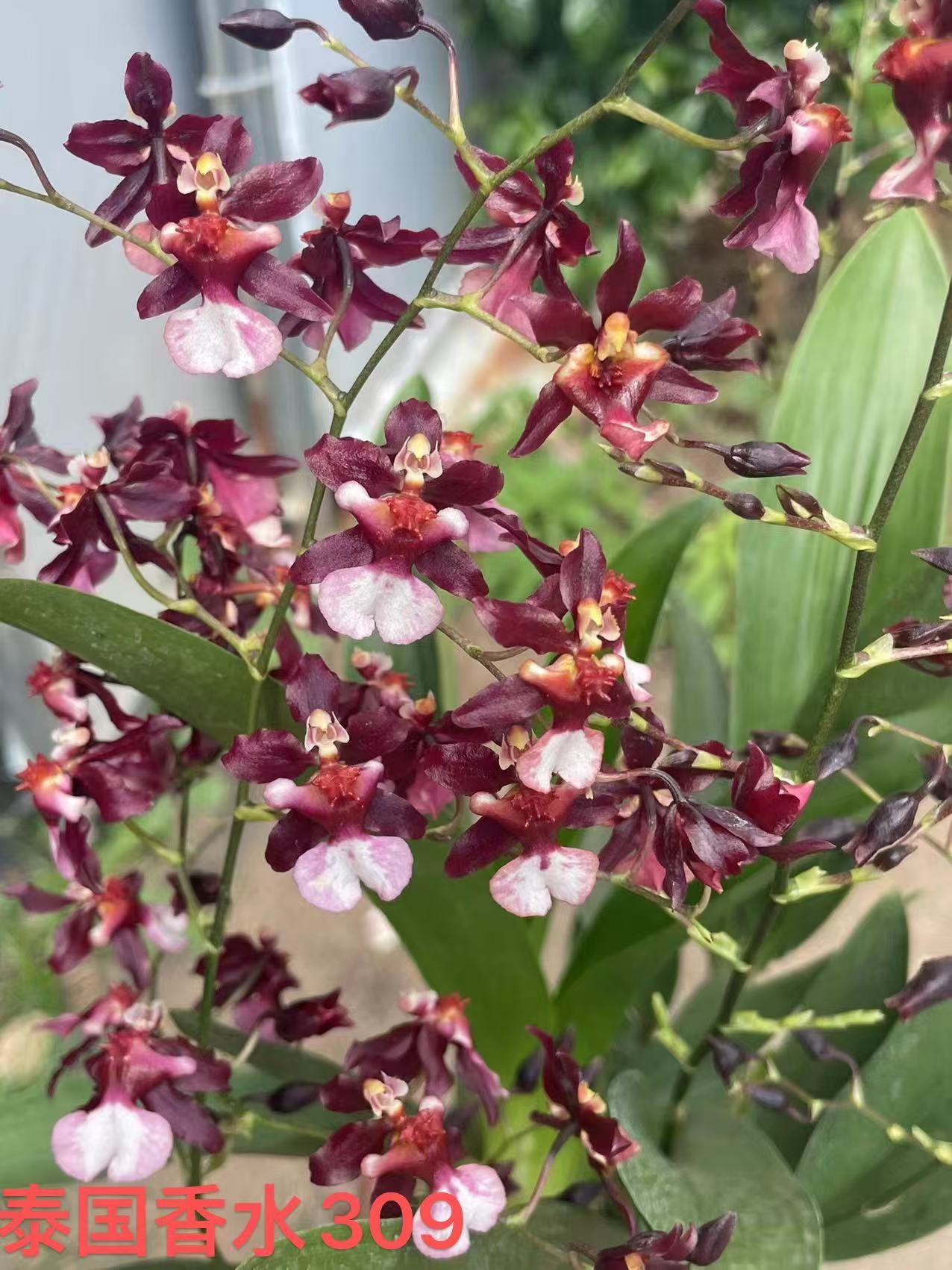 【泰国香水】3-5花剑文心兰盆栽花型精致可爱开花浓香花期长