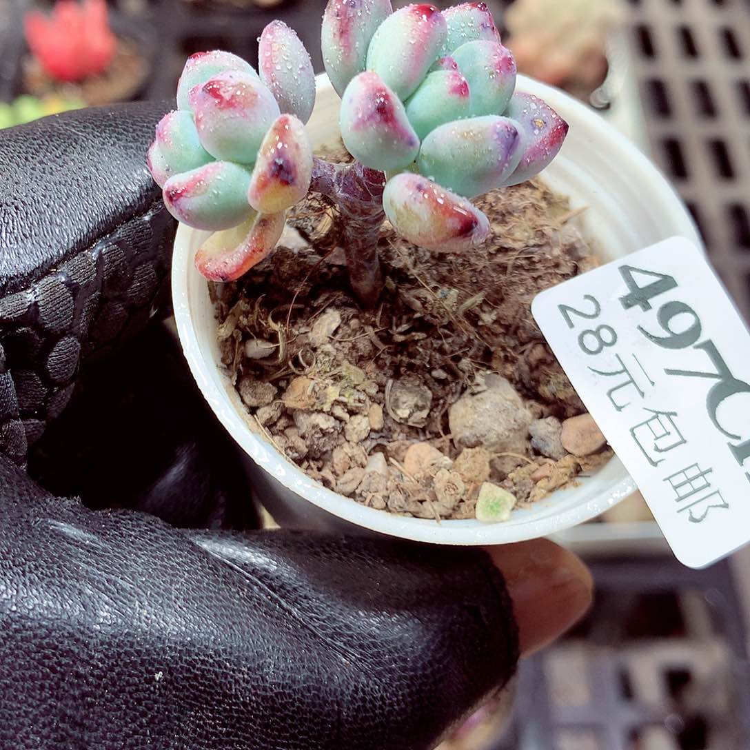 5厘米盆精控多肉497