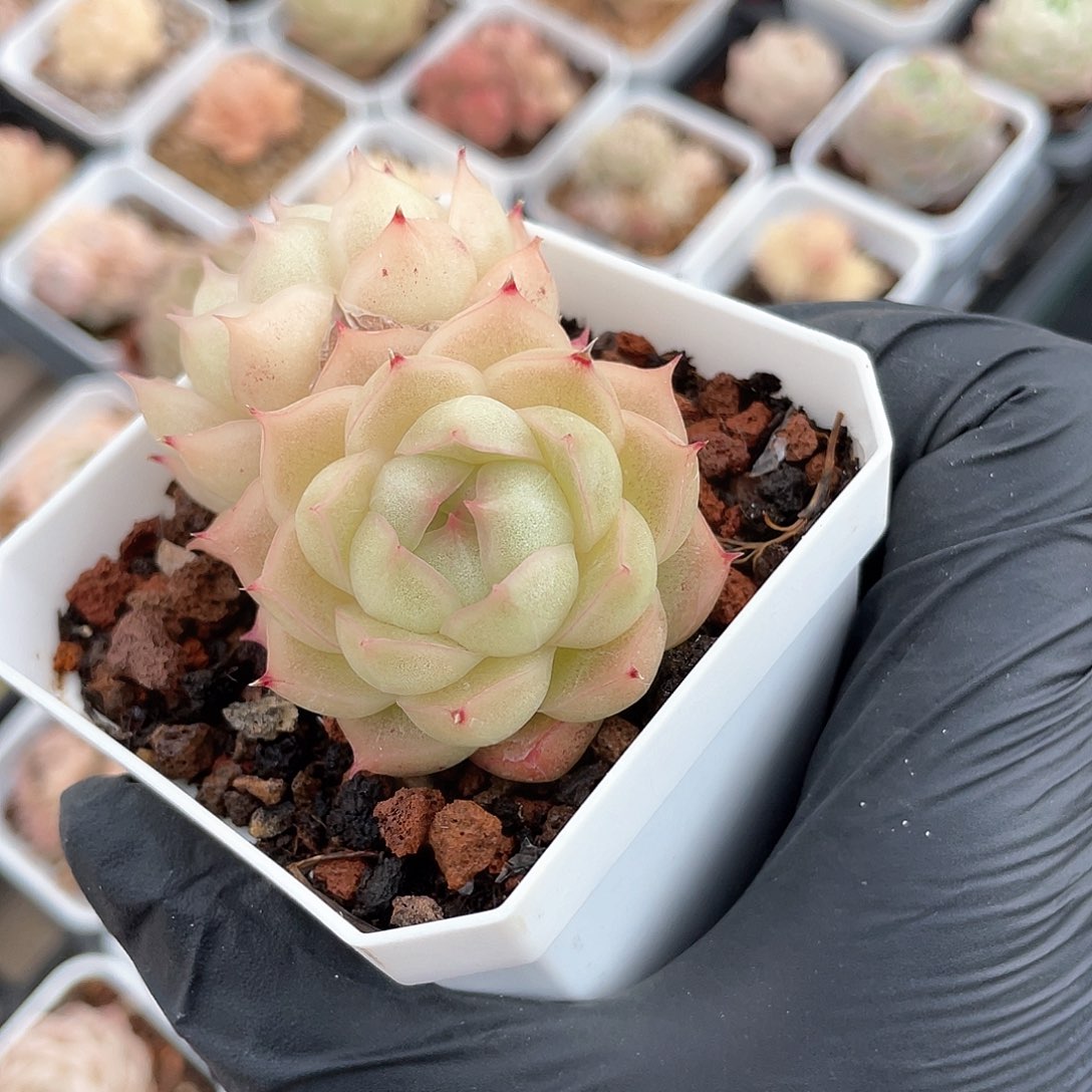 优选麦秆精品205